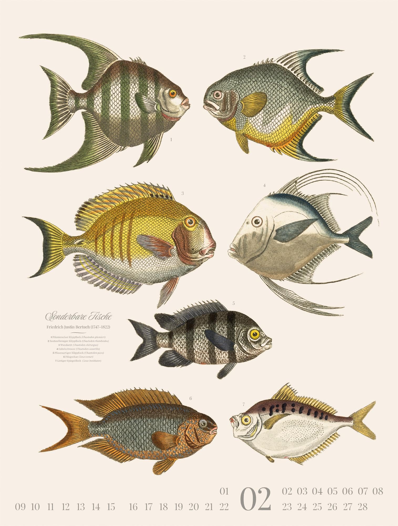 Fische Kalender 2026 | Dekorativer Retro-Kalender im großen Hochformat (50x66 cm) | Historische Tier-Illustrationen von Friedrich Justin Bertuch