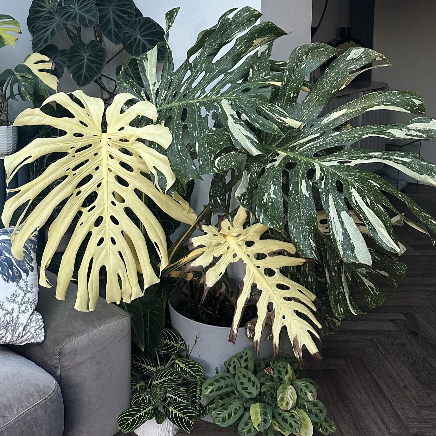 Amazon.com : Monstera Plant, Yellow Monstera 6 Inches No Pot, Live