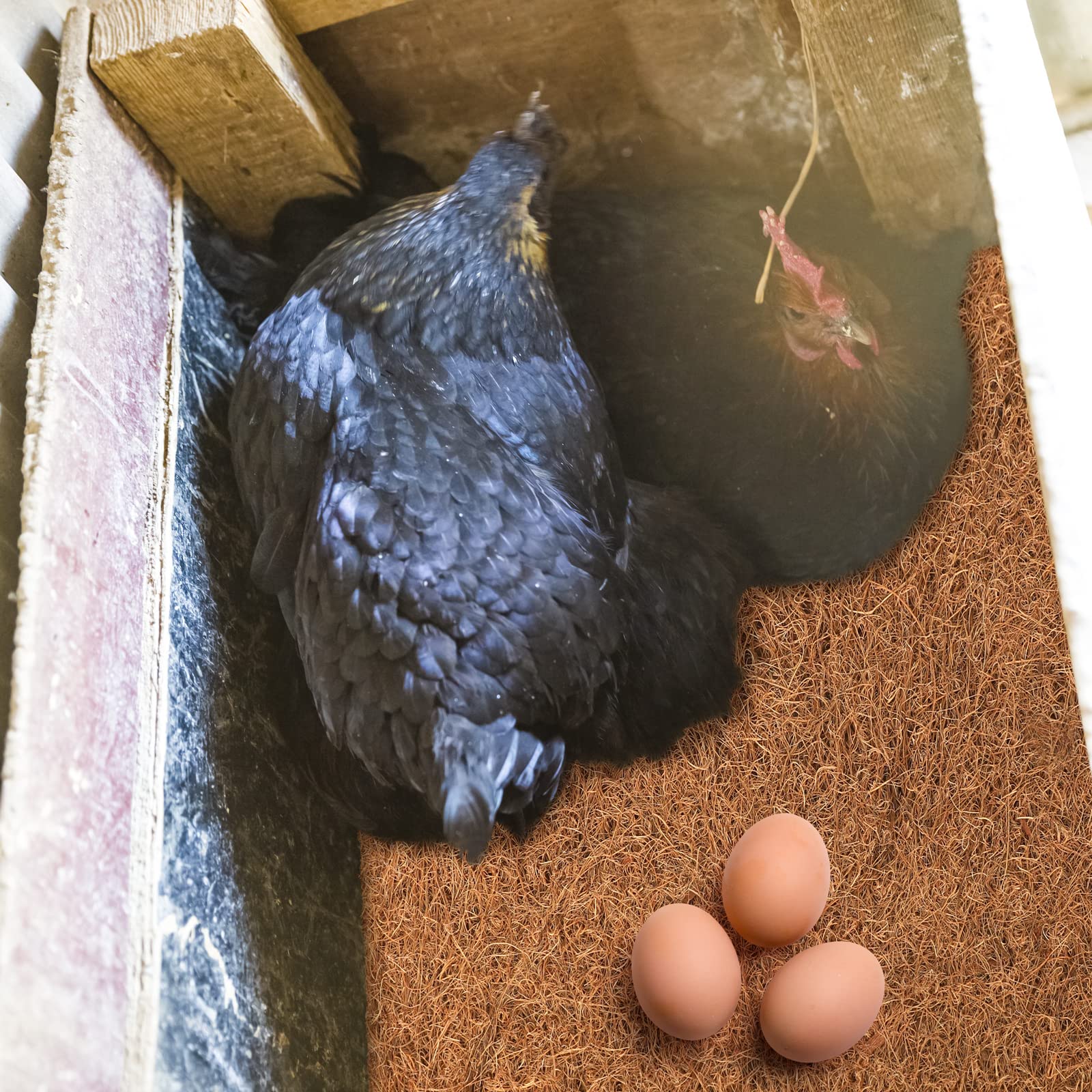 Kippenhok Polly | kunststof kippenhok voor kids