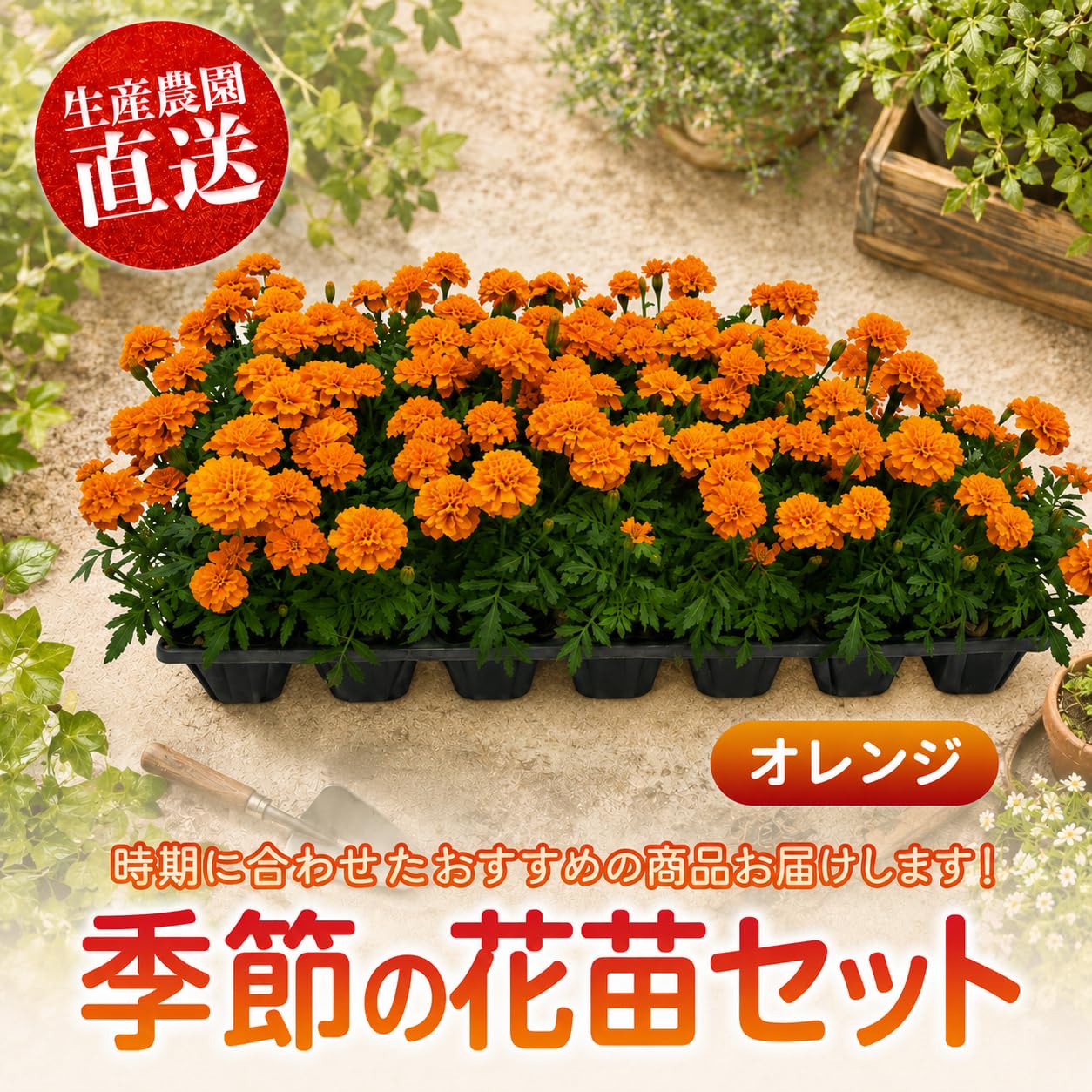 Amazon.co.jp: マリーゴールド花苗セット9鉢 (オレンジ) : DIY・工具