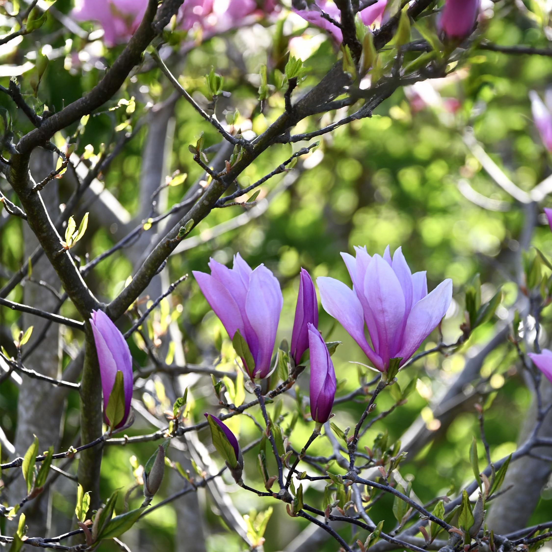 Plant in a Box - Magnolia - Mix di 3 - Magnolia Susan, Soulangeana, Stellata - Vaso 9cm - Altezza 25-40cm