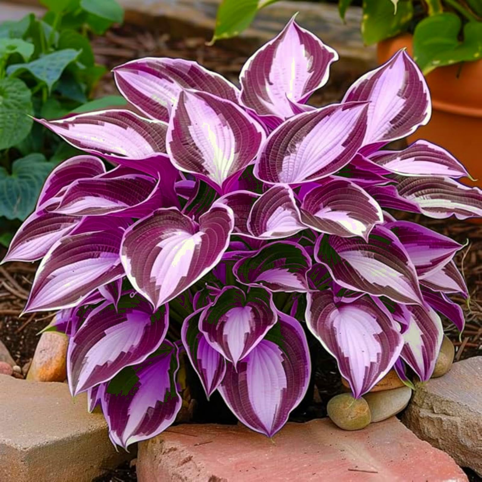 Perennial,Brilliant Hosta Bulbs Bulk,Professional Planting for Stunning Garden Displays-6 Bulbs-D