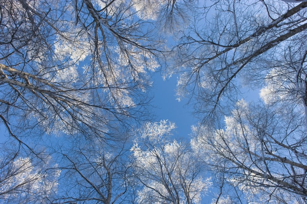 Posterazzi Looking Up Through Hoarfrost Covered Birch Trees In Russian Jack Park Anchorage Alaska Poster Print, (38 x 24)