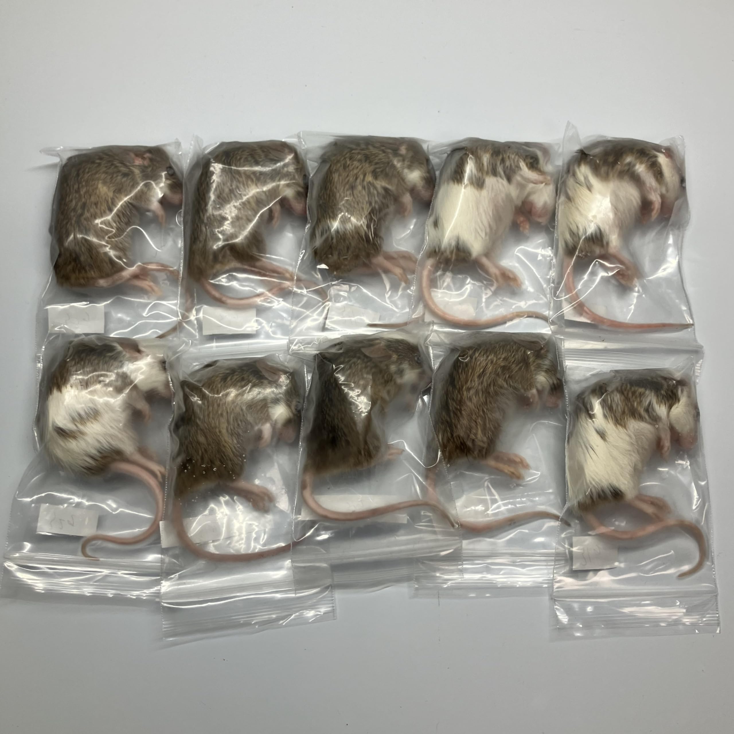 送料込み】冷凍ヤワゲネズミ30匹（5cm〜10cm） | ヤワゲネズミ 冷凍