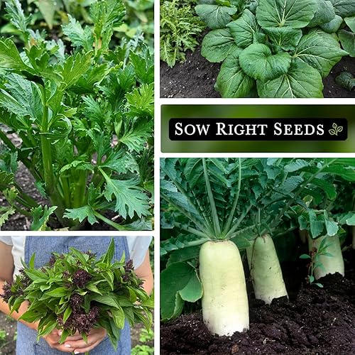 Miniatura 4 de Sow Right Seeds - Semillas de jardín asiáticas para plantar - Paquetes individuales de albahaca, apio, cebolla agrupada, repollo, berenjena,