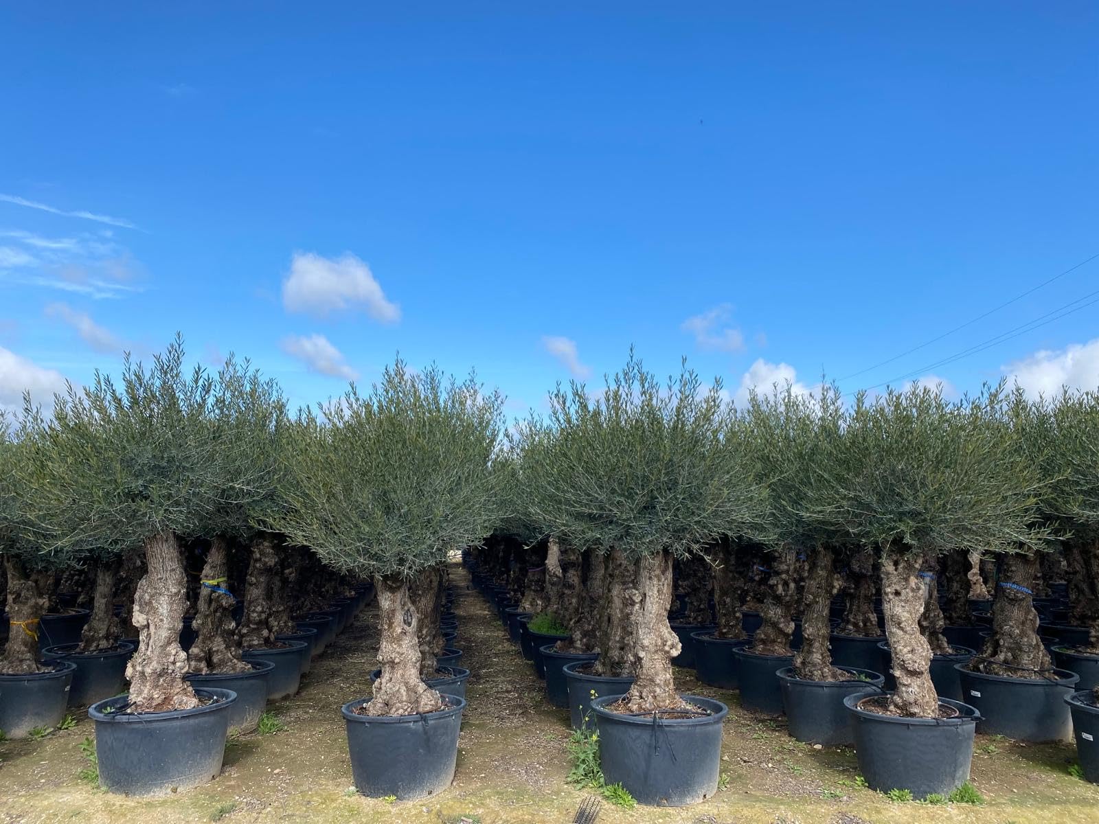 Sunny Tree - Olivenbaum - Olea Europea - Winterharte Olvenbaum Bonsai 240  cm - 80 Jahre alter Olivenbaum - Fruchttragend : Amazon.de: Garten