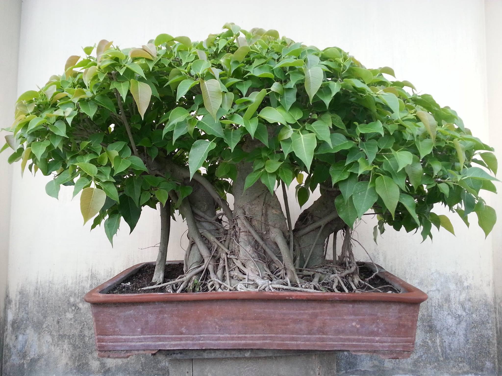 large indoor pot for plants White Self Watering Plastic Plant Pot with Bottom-Indoor and Outdoor