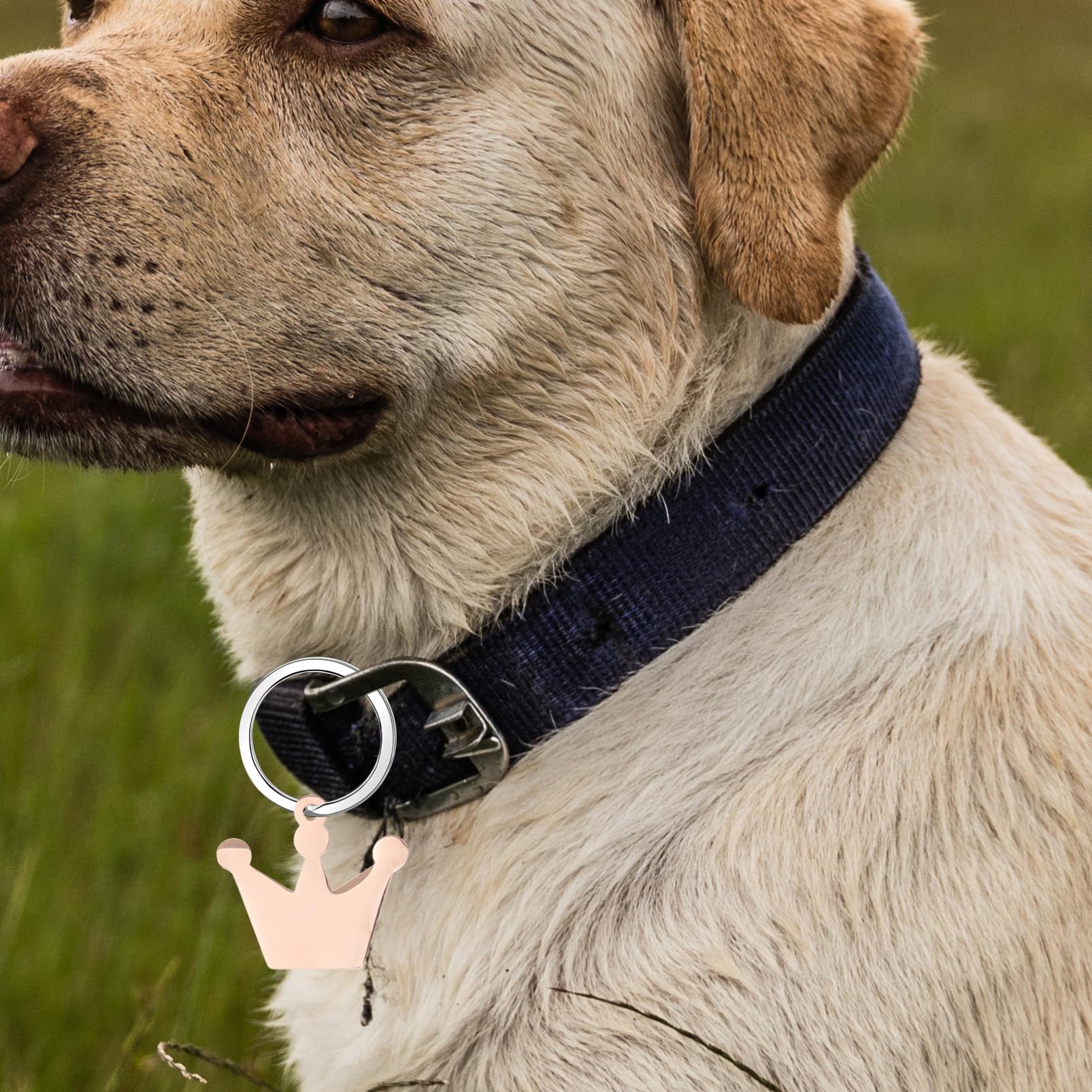 Tofficu Pendentif Couronne Étiquettes D'identification Pour Chiens Jolie Plaque D'identité Pour Chien Petite Plaque D'identité Étiquette De Chiot Métal Rose Gold