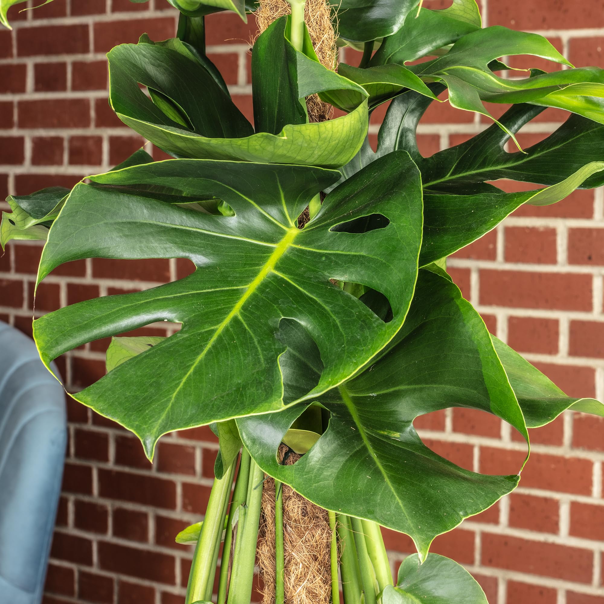 Fensterblatt am Moosstab - pflegeleichte Zimmerpflanze, Monstera deliciosa - Höhe ca. 80 cm, Topf-Ø 19 cm