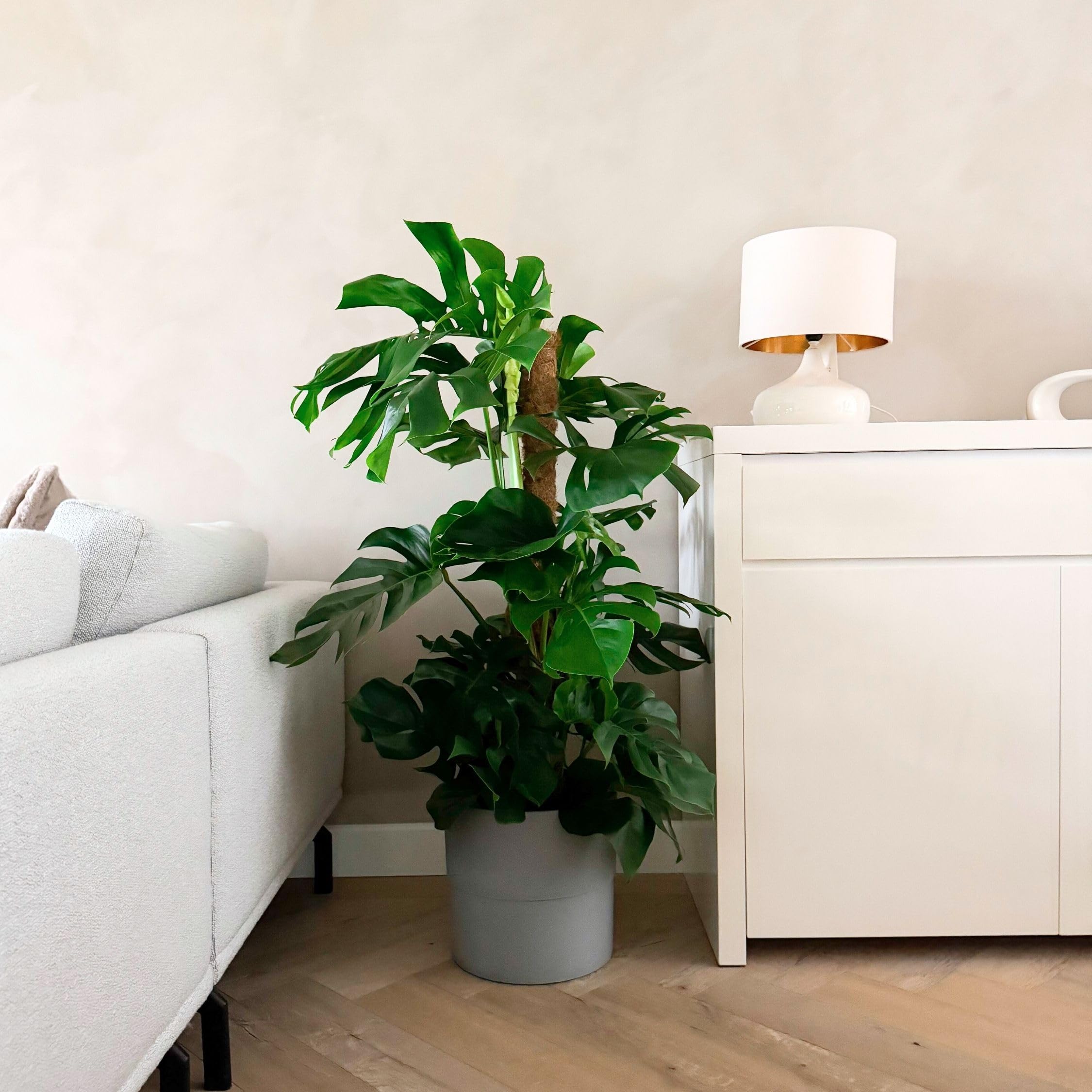 Plant in a Box - Monstera Deliciosa - Pianta del formaggio svizzero - Vaso 24cm - Altezza 120-130cm