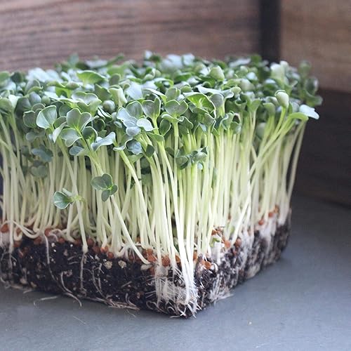Miniatura 3 de Semillas orgánicas de germinación de rábano Daikon, bolsa de semillas de 1 libra, sin OMG, semillas de cultivo de jardín de reliquia, brotes y