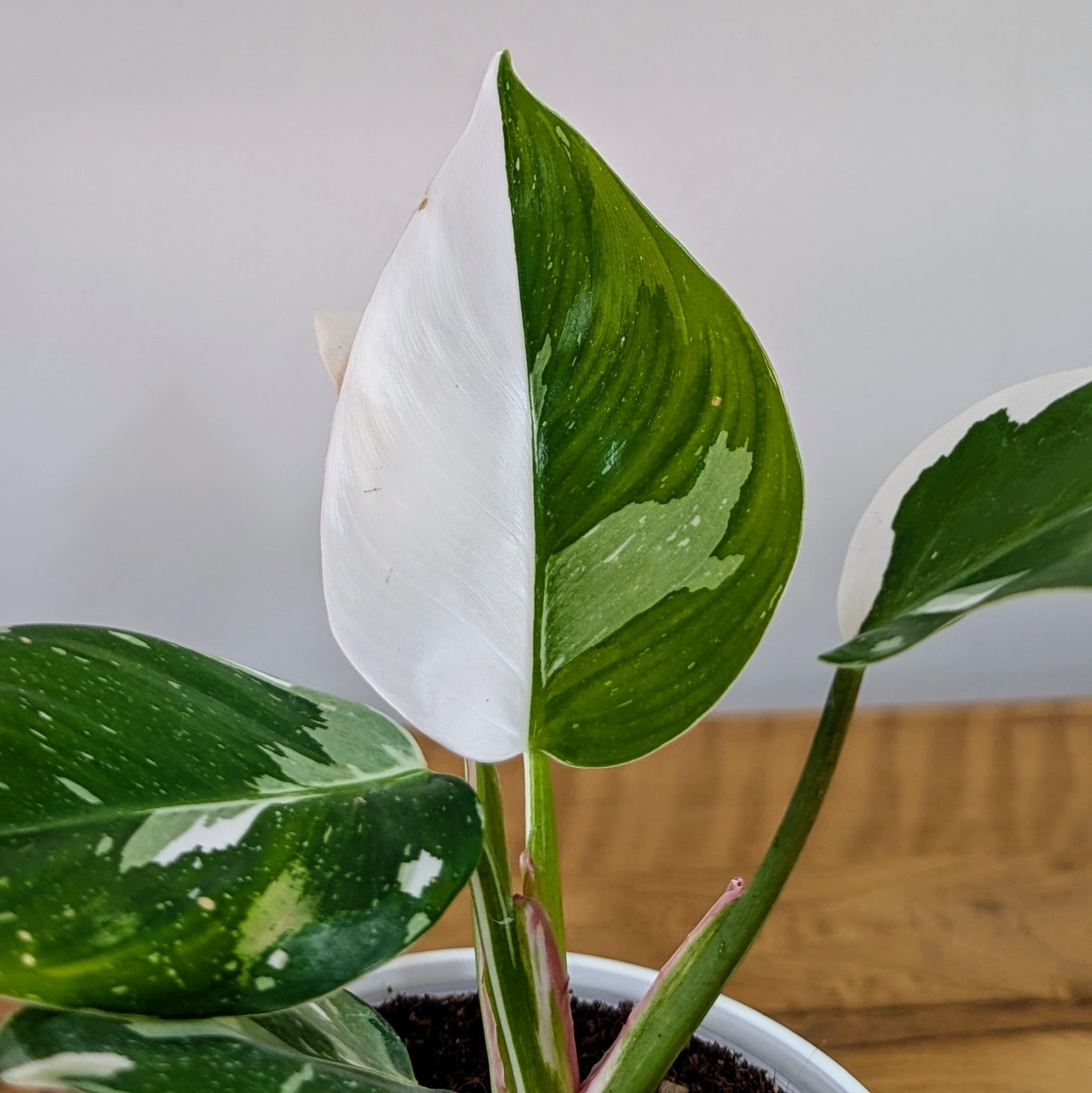 LittleJungle Philodendron White Princess - Live Plant with 5.5 Inches White Decor Pot | Indoor Plants For Home | Office Desk | Live Plants Indoor | Air Purifying Plant | Live Plant For Home Decor |