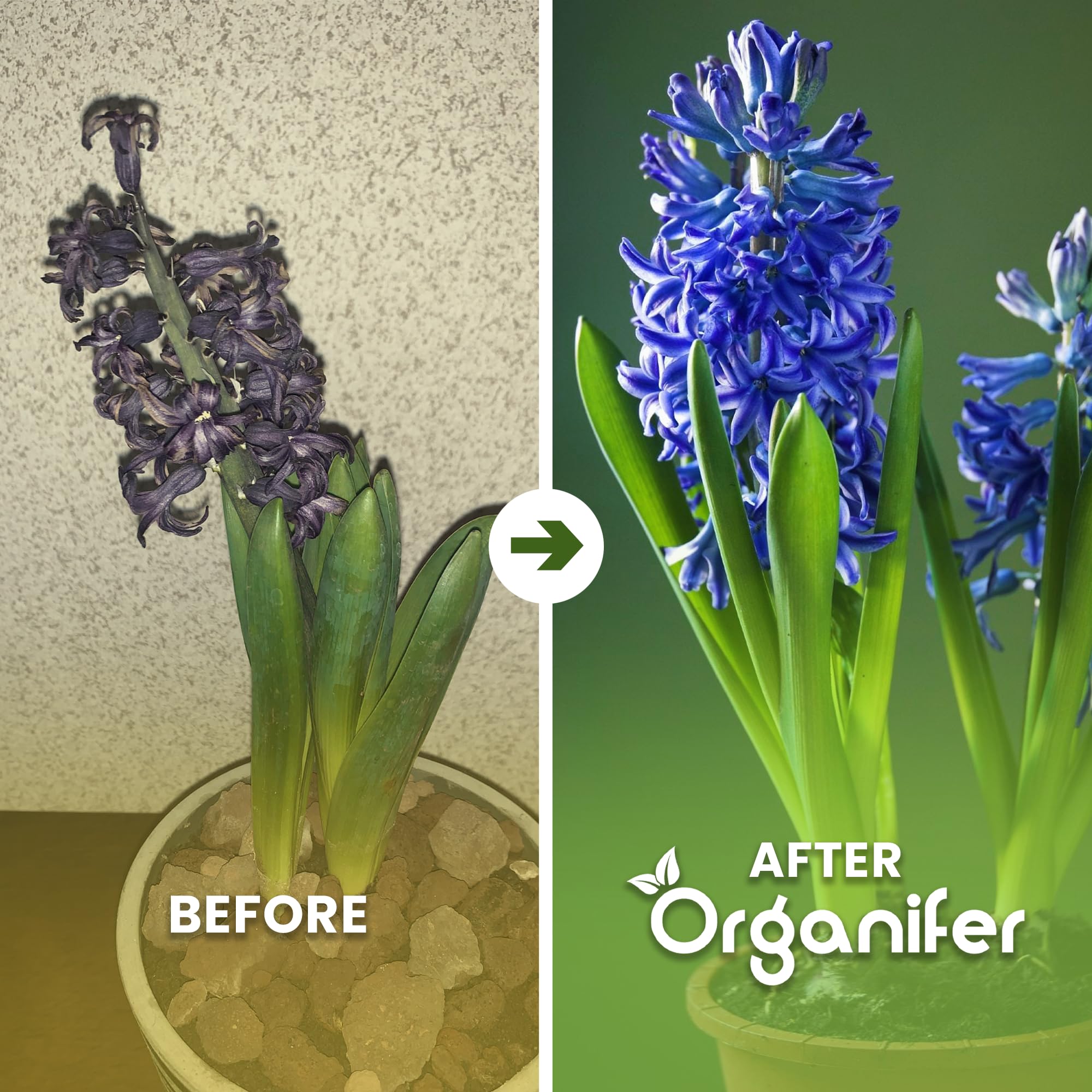Fertilizante Líquido - 4x1L - Para Floración Precoz - NPK 3-4-3 | Plantas Vigorosas Y Floración Duradera - Organifer