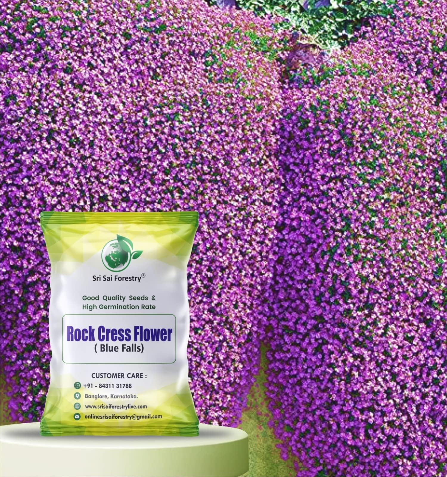 Rock Cress Cascade Purple Ground Cover Flower Seeds (Blue Flowers, For Home Garden, Terrace, Balcony, Home Decoration)