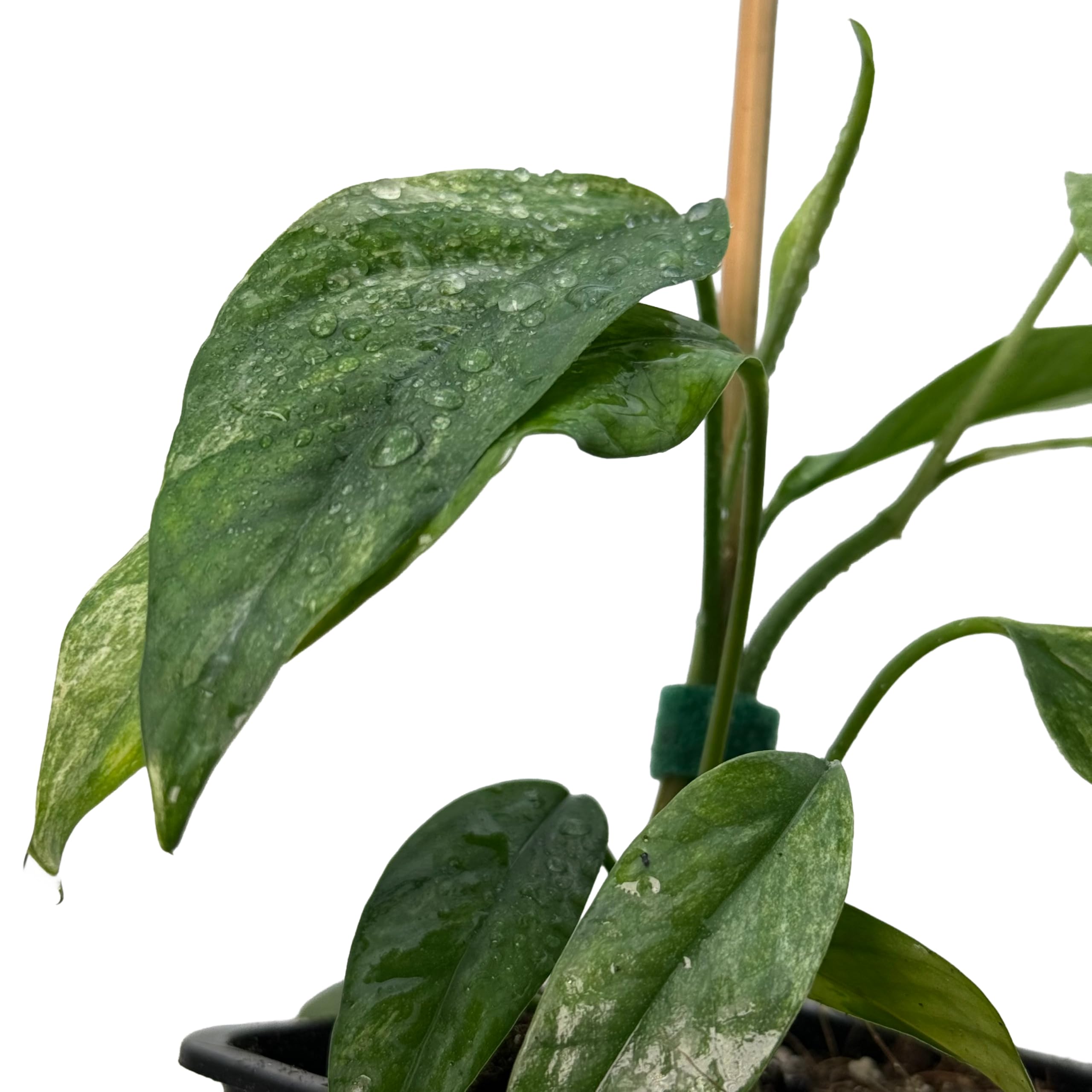 Epipremnum hanoman sp. bali variegata – seltene Zimmerpflanze mit Panaschierung, Kletterpflanze für Moosstab und Rankstab, exklusive Indoor Jungle Sammlerpflanze für Wohnräume