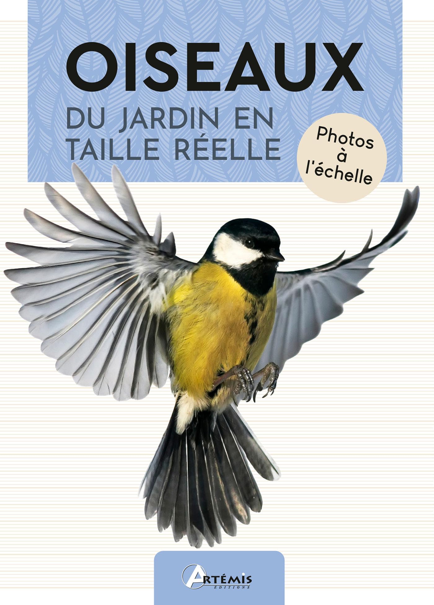 Oiseaux du jardin en taille réelle: Photos à l'échelle