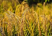 Vista 7 de Food to Live - Arroz Basmati integral orgánico certificado (puro, grano largo, sin OGM, a granel)