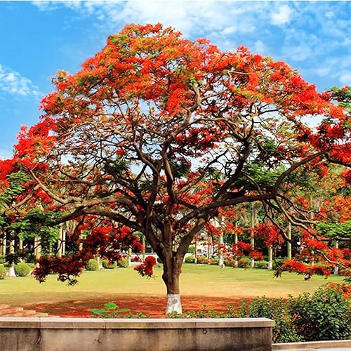 QAUZUY GARDEN 10 extravagantes (Poinciana) Delonix Regia Flame Tree Seeds, semillas de árbol de reliquia sin OMG, llamativo árbol perenne exótico