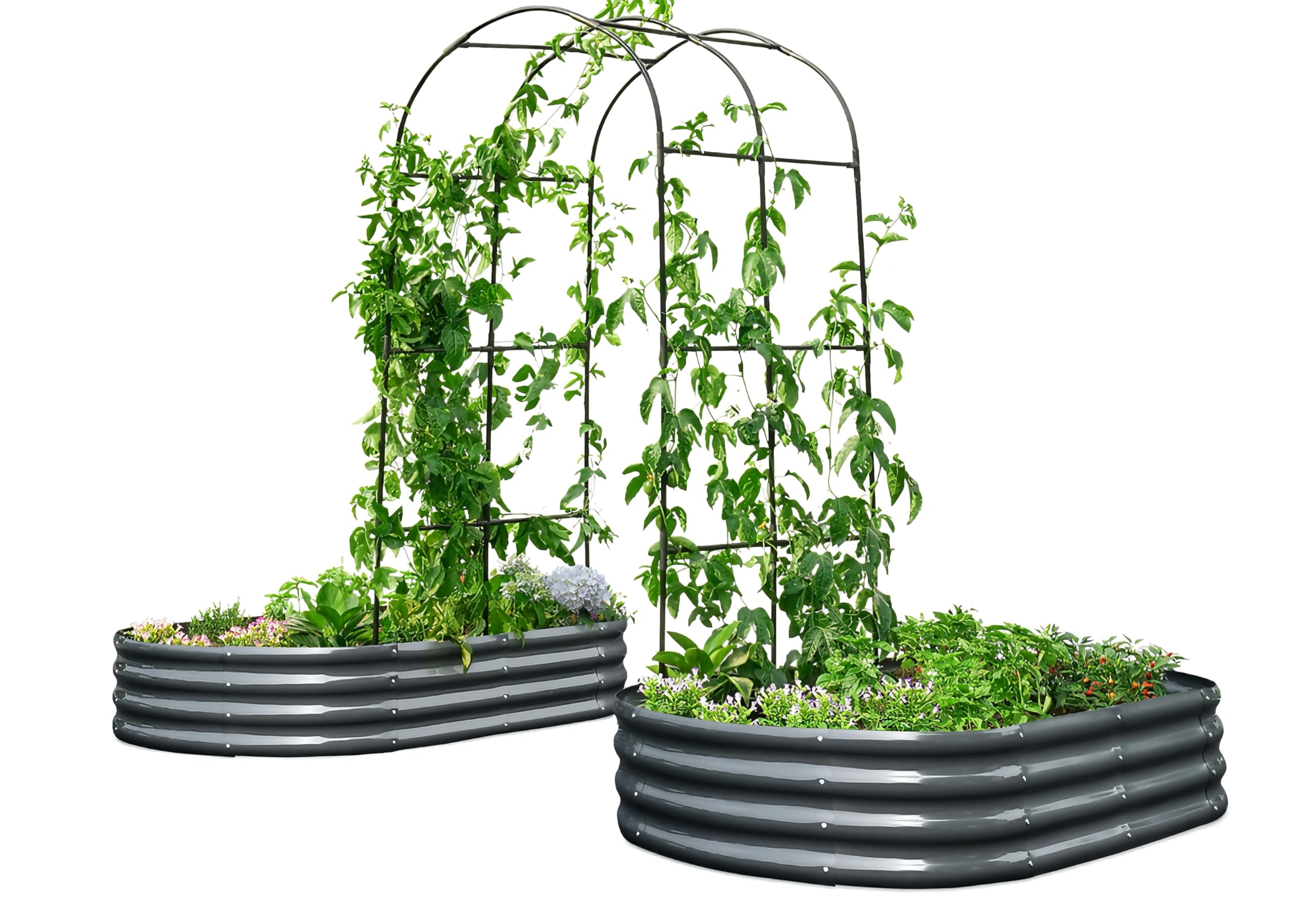 KING BIRD Arched Trellis