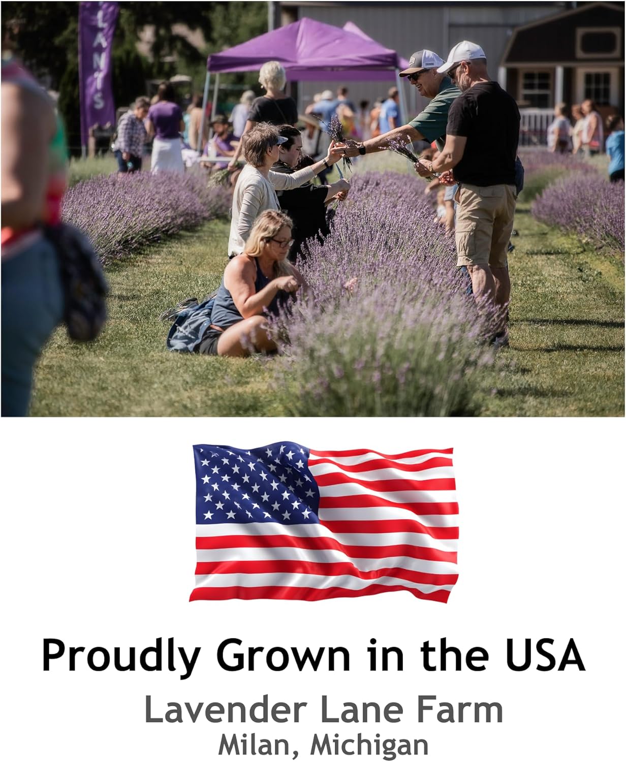 Lavender Hydrosol Floral Water - Distilled on Our Lavender Farm, Facial Toner, Aromatherapy, Linen & Room Mist (32 oz (1/4 Gallon)) - Image 8