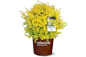 Southern Living Sunshine Ligustrum: Vibrant, Fast-Growing Shrub Beautifying Gardens