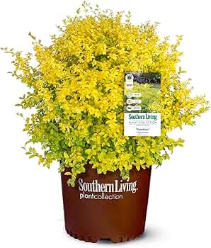 16　Sunshine leaves Rainbow Greenhouses INC undefined | The Home Depot Canada