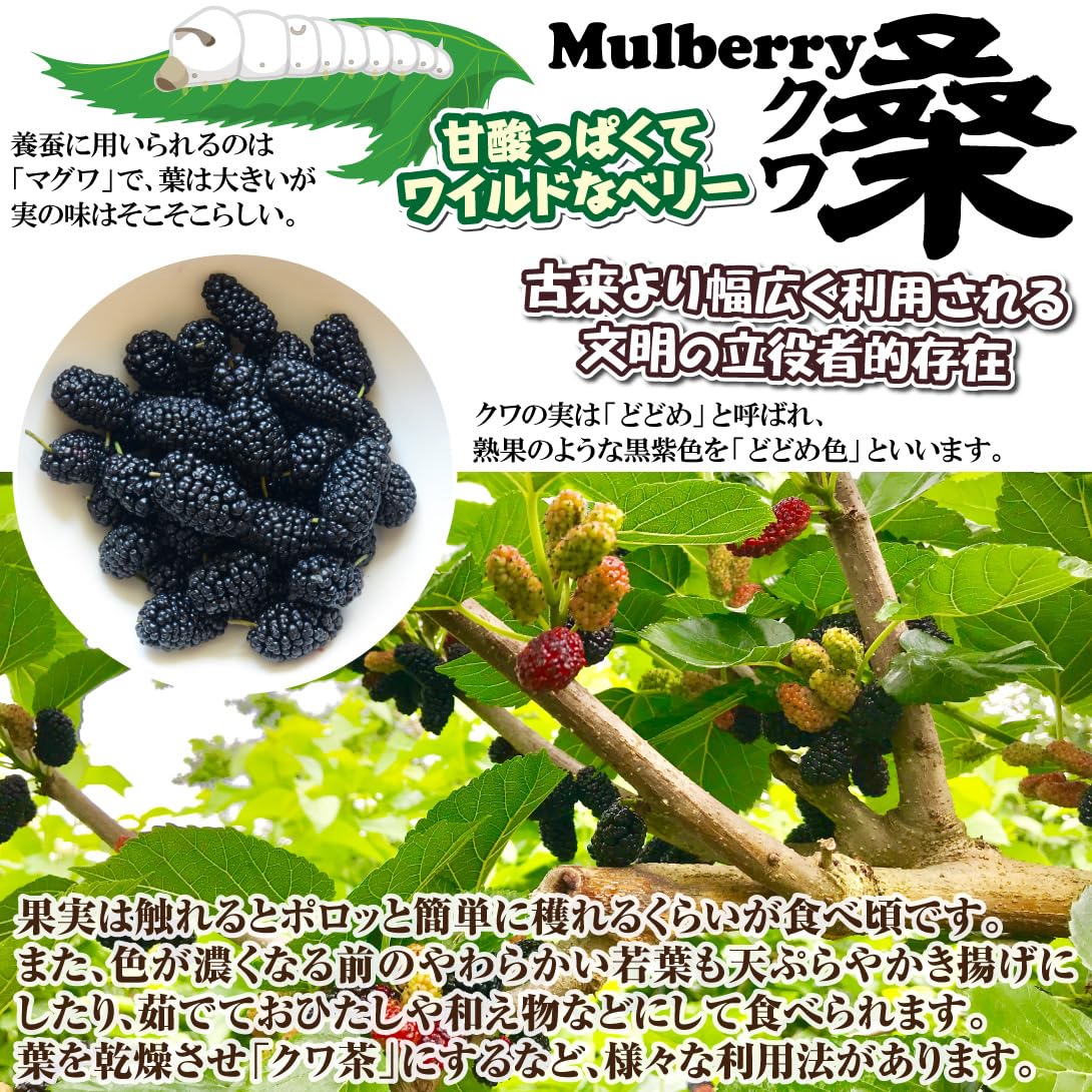 Amazon.co.jp: 果樹苗 クワ シャルロットリュス (原名：わい性霧島四季