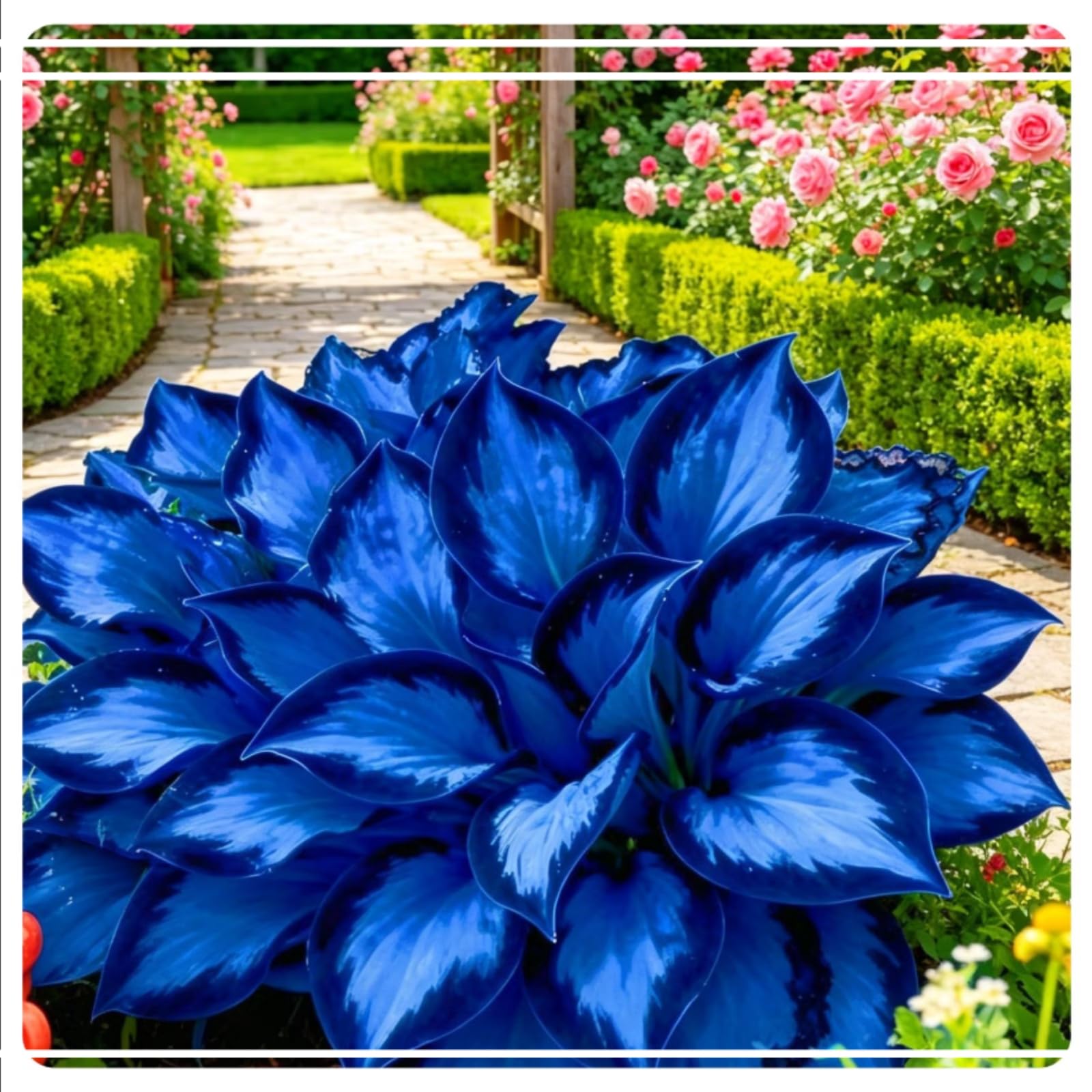Striking Hosta Bulbs Mix for Planting Now UK/Stunning Ornamentals,Potted-Plants-Rhizome,Midnight Blue Butterfly Flowers,Cold-Tolerant/Perennial,Excellent Display,Garden.-4bulbs-E