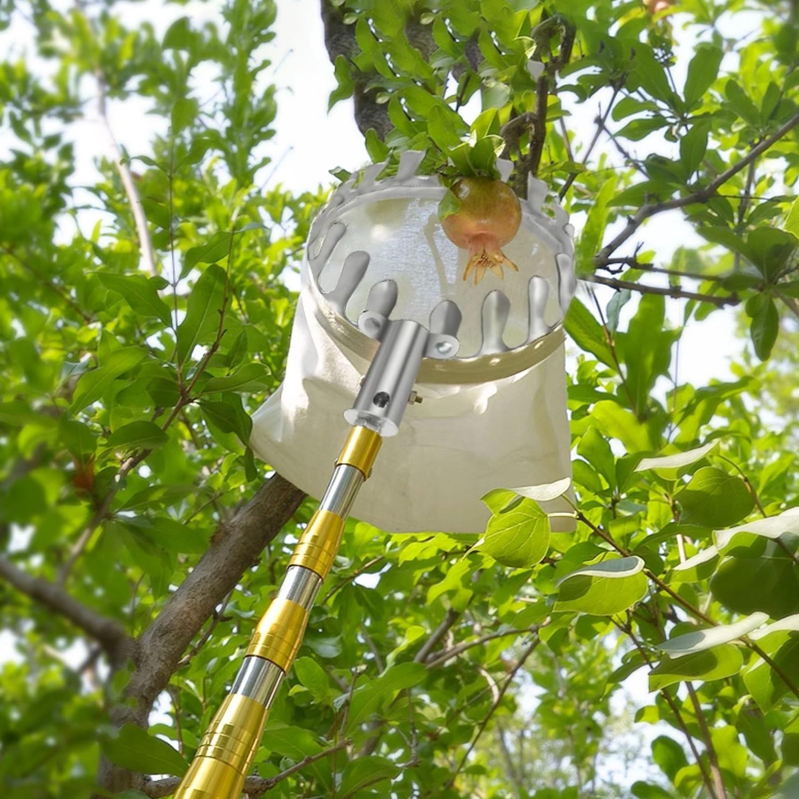 Recogedor de Frutas con Palo Telescopico 2-7M Recoge Frutas de Árboles, Recoge Frutas Telescopico con Palo Telescopico para Manzanas, Naranjas, Peras (Size : 7m(22.9ft))
