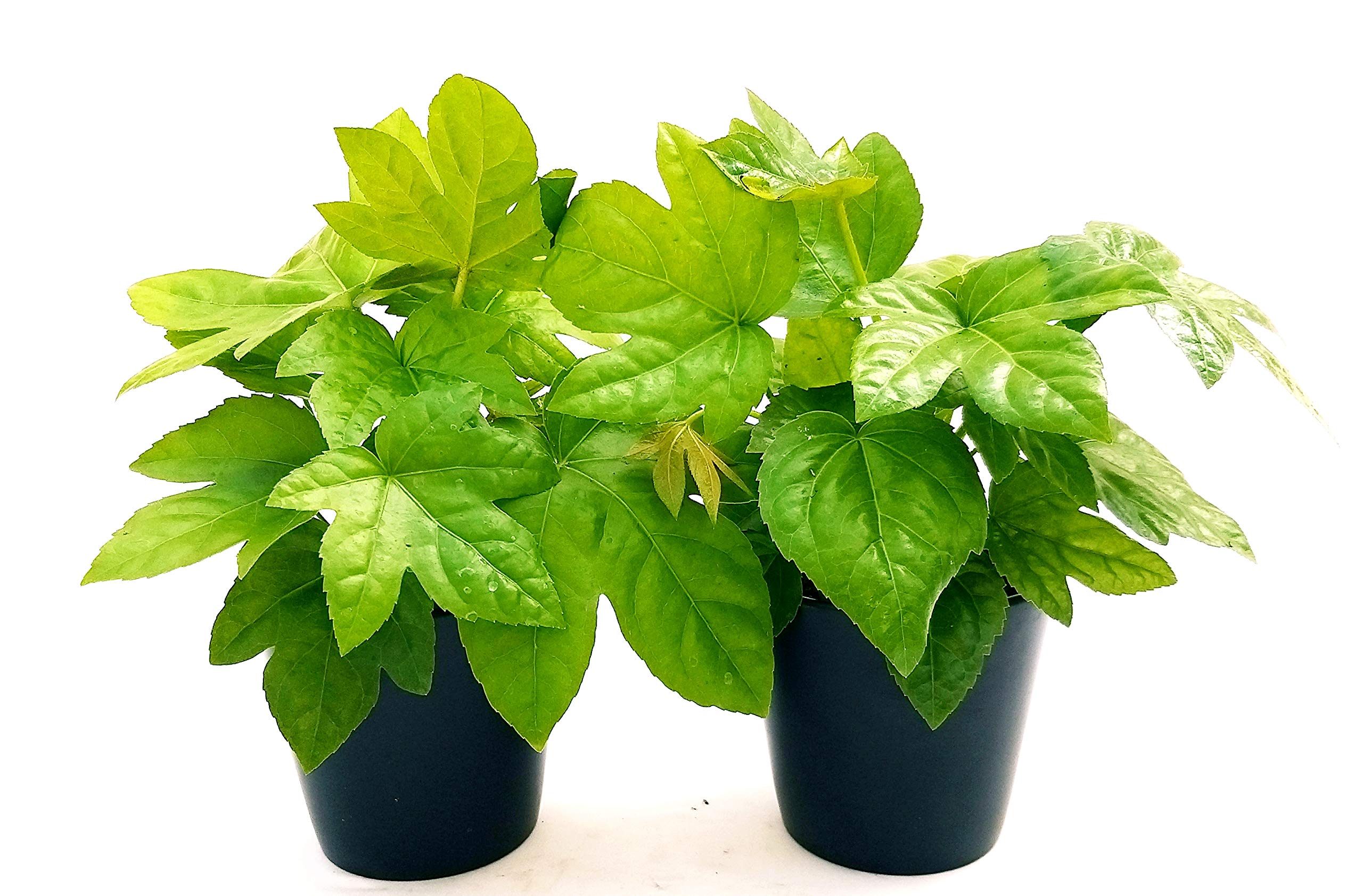 POWERS TO FLOWERS - FATSIA JAPONICA VASO 13 CM DIAMETRO, ARALIA, 2 PIANTE, piante vere