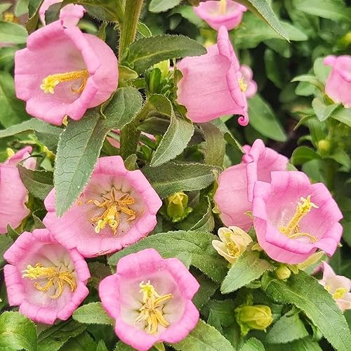 Miniatura 2 de CHUXAY GARDEN Campanula Medium 'Champion Pink', semillas de campanas de Canterbury 200 semillas de plantas de floración anual, excelente adición al