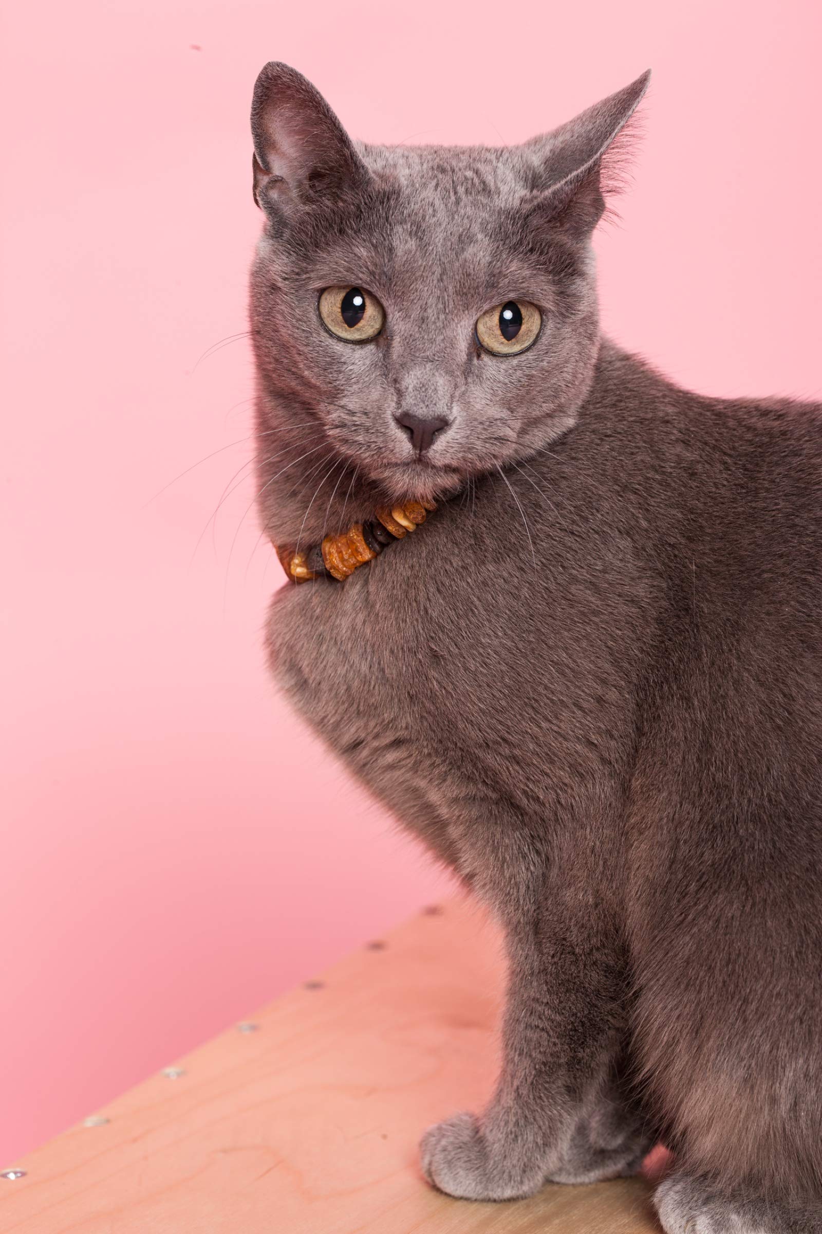 Bernsteinkette Hund & Katze – Verstellbares Bernsteinhalsband – Bernstein Halsband für große & kleine Hunde und Katzen (35-40 cm)