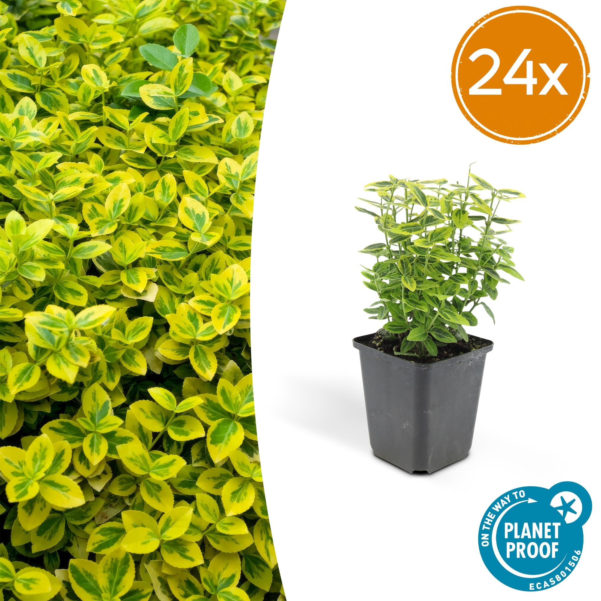 Euonymus Fortunei con Foglie Variegate, Siepi, Giallo Verde, Set 24 Pz
