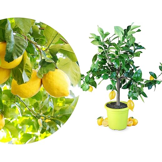 Meine Orangerie Zitronenbaum Piccolo - echte Zitruspflanze - 50 bis 70 cm - veredeltes Zitronenbäumchen im 5 Liter Topf - Citrus Limon - Lemon Tree - Fruchtreife Zitrone in Gärtnerqualität