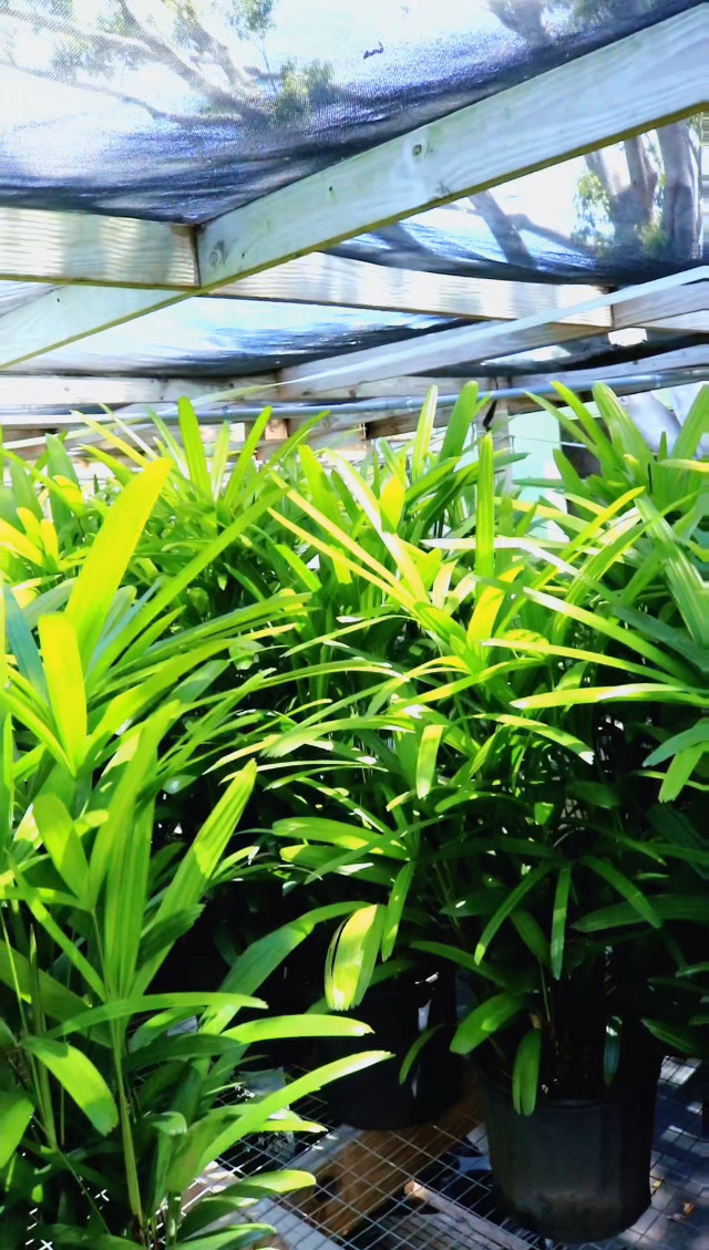 Amazon.com : American Plant Exchange Lady Palm – 10-Inch Pot