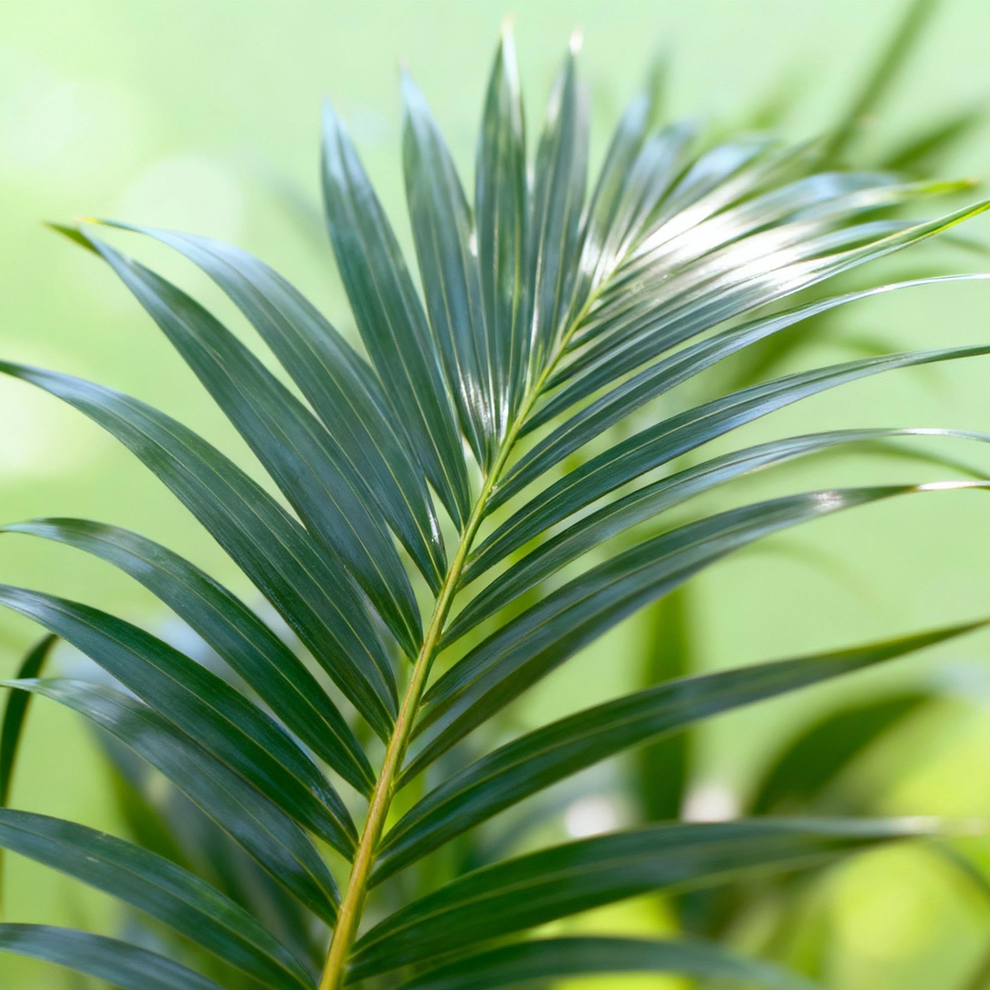Green boutiQ - Zimmerpflanze - Howea Forsteriana - Kentia-Palme - Pflegeleicht - Grün - 1 Pflanze - Topf 27cm - Höhe 160-170cm