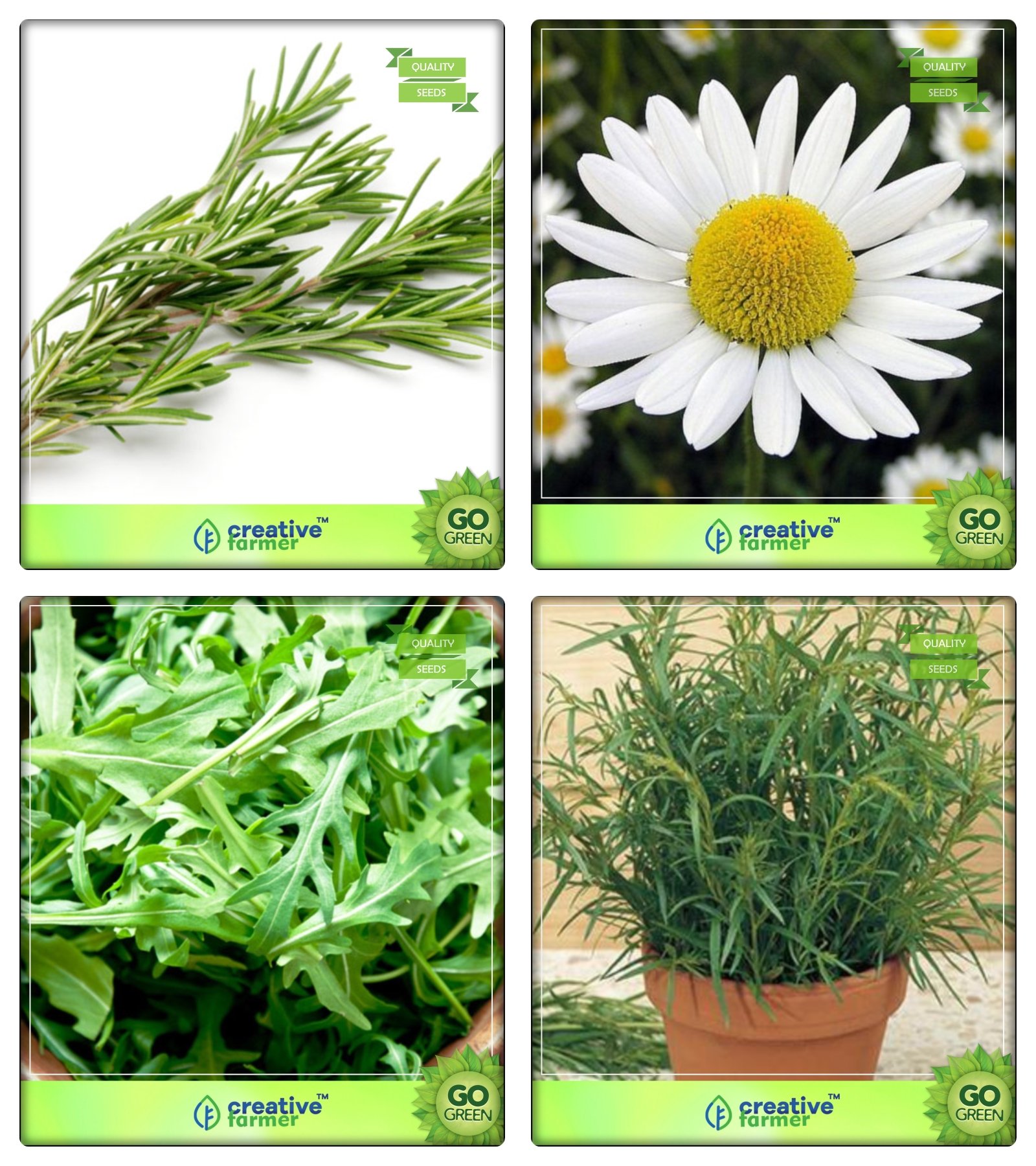 Creative Farmer Herb Combo Packet Rosemary, German Chamomille, Wild Rocket, Terragon Herb Seeds Combo Pack (B078V2S3MQ) Amazon Price History, Amazon Price Tracker