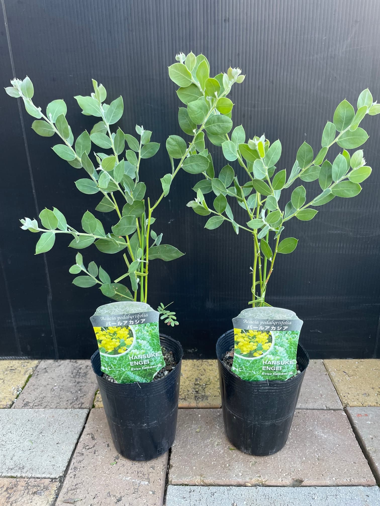 Amazon.co.jp: ドライフラワーにもなる 花【アカシア「パール」3.5号 2