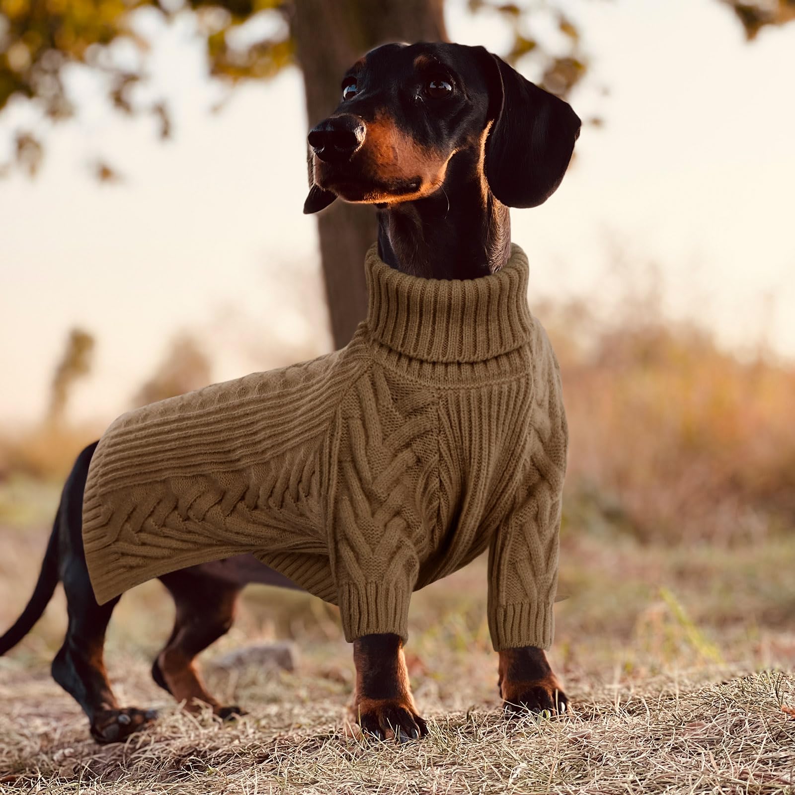 Extra Extra Large Dog Clothes: Stylish Solutions