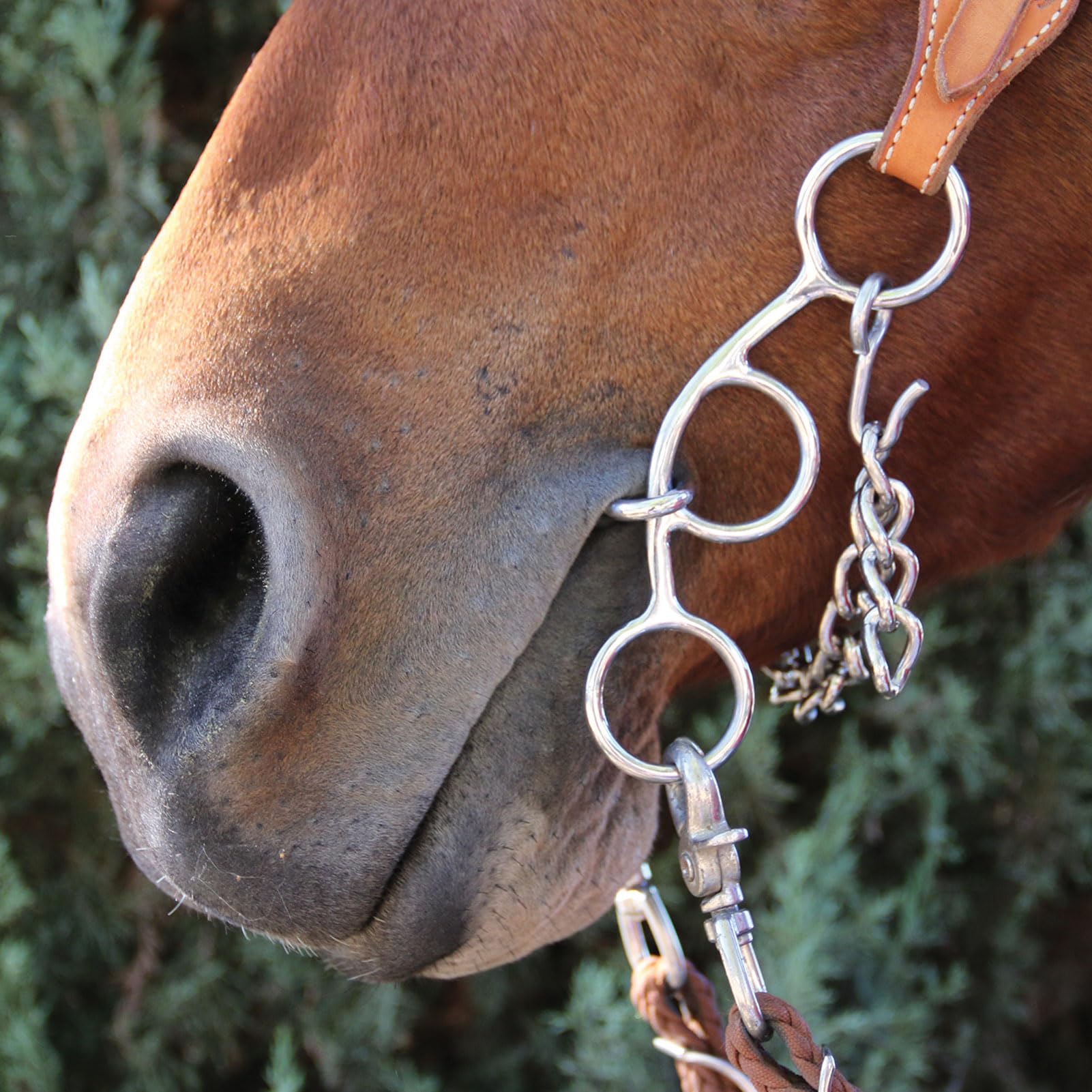 Elección profesional de S Futurity – Filete para caballo