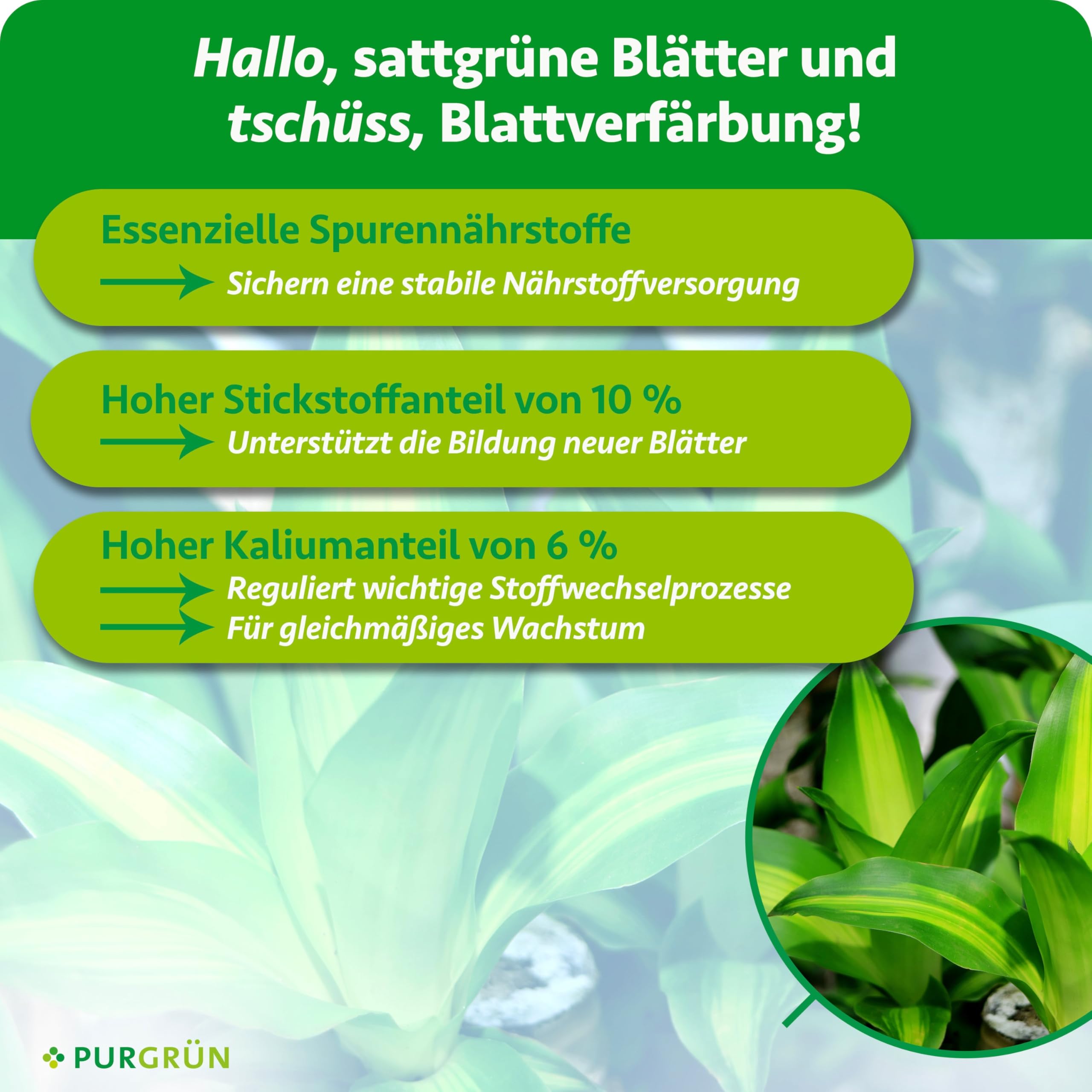 Drachenbaum-Dünger 1 Liter – Schnell wirksame mineralische Rezeptur – Premium-Flüssigdünger mit Spurennährstoffen – NPK 10+4+6 – Stärkt die Widerstandskraft – Für leuchtend grüne Blätter