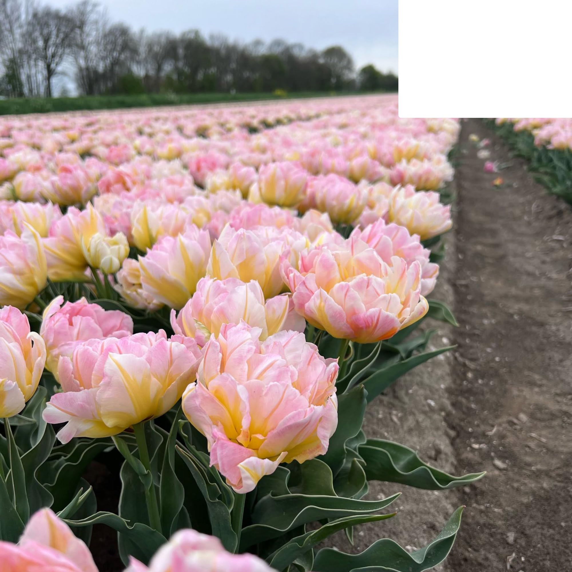 Bulbos de tulipán 'Password' | 20 Piezas | Tulipán rosa de doble flor - 30-50cm - Ø5cm - bulbo de flor - Planta de jardín