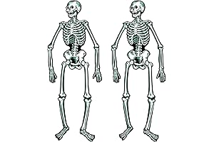 Jointed Skeletons 22" - Articulated halloween skeletons