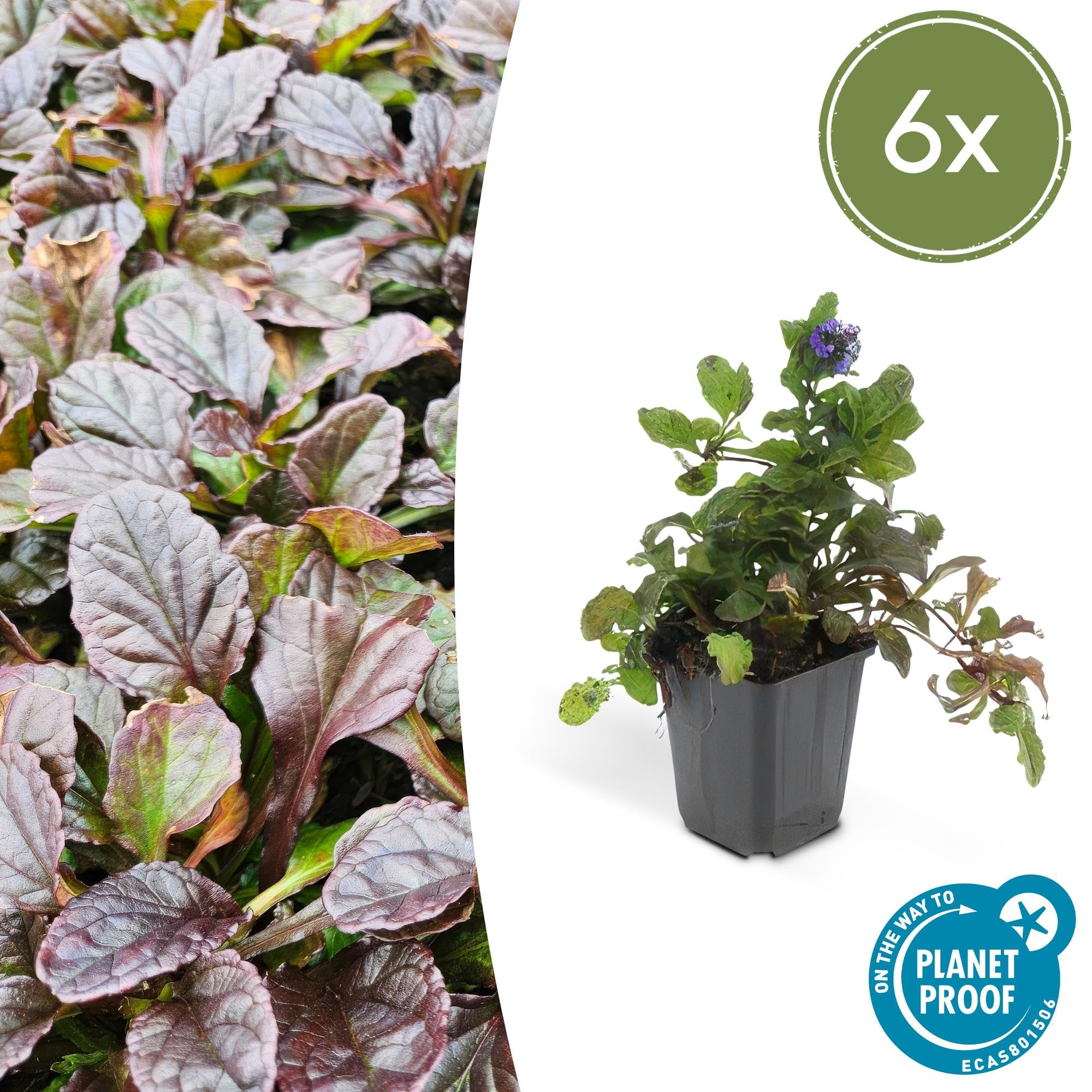 6 Piante Ajuga Reptans, Coprisuolo per Giardino, Fiori Blu, Vaso Ø9cm