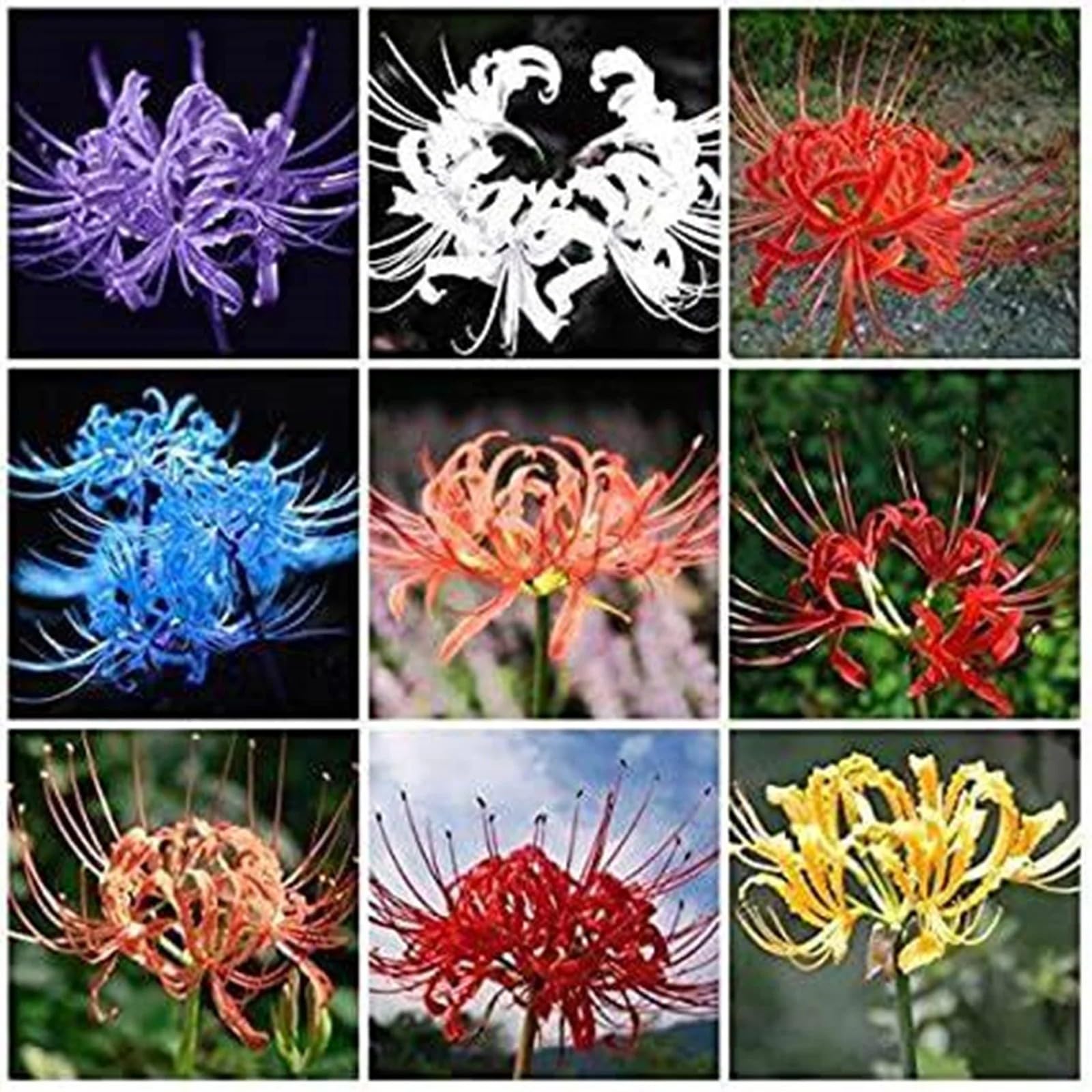 Gorgeous Spider Lily for Planting Ornamental Perennial,Natural Organic Indoor and Outdoor,Elegant Lycoris.-6bulbs-J
