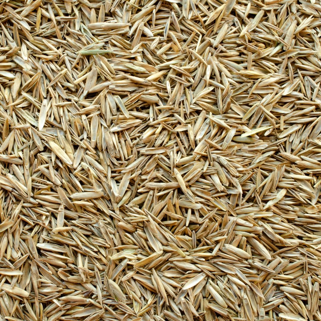 Premium Grass Seed - 100 Gram - Green, Family-Friendly Lawns - Fast Germinating, Eco-Conscious & Pet-Safe Formula (100 Gram)