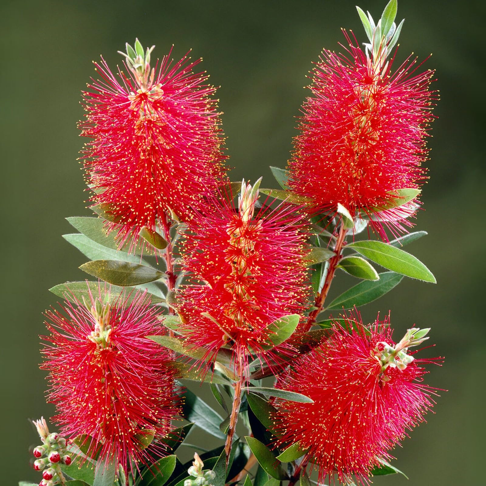 Carbeth Plants Callistemon Bottlebrush Plant (1)