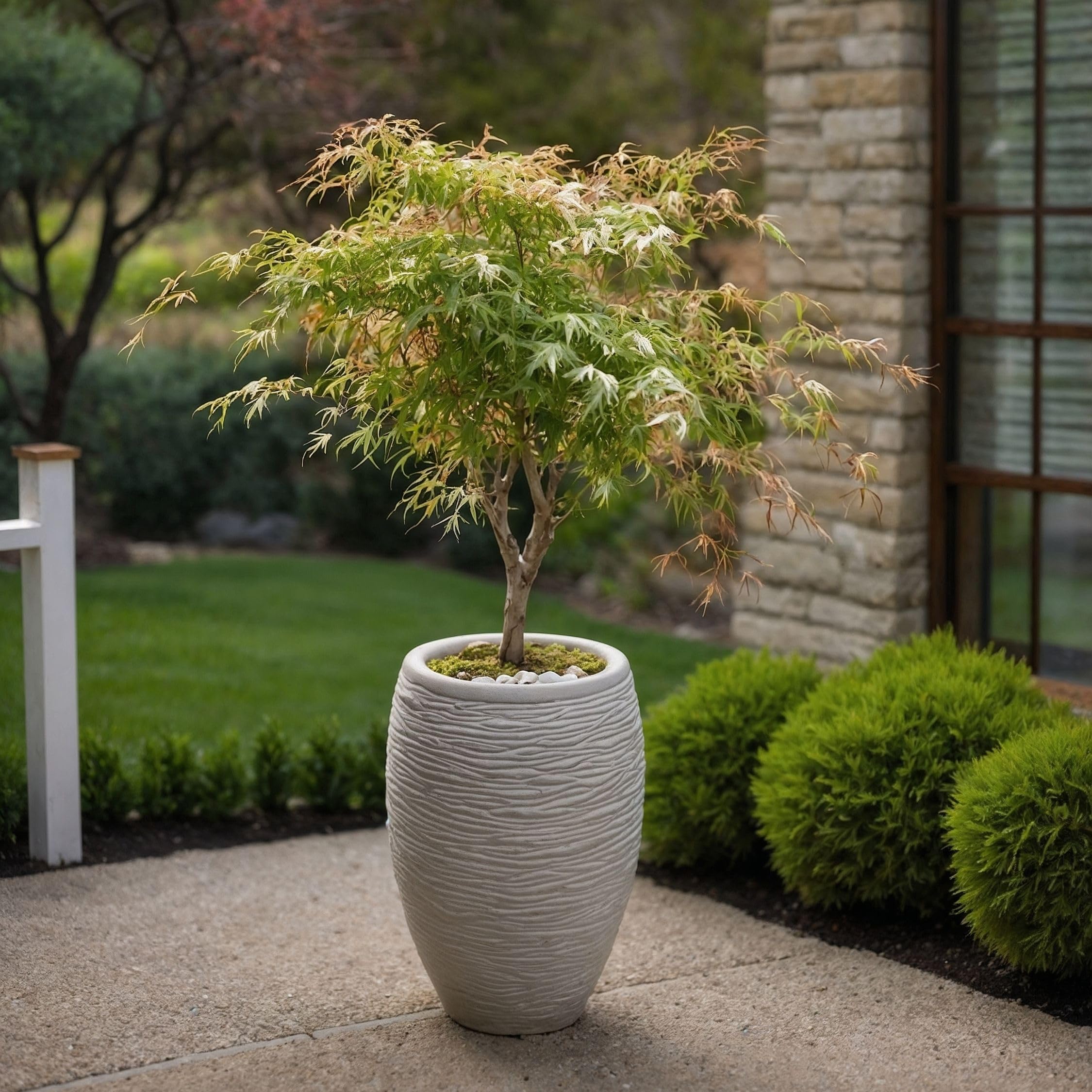 Plant in a Box - Érable du Japon - Mix de 2 - Acer palmatum 'Ukigumo', 'Taylor'' - Hauteur 35-55cm - Pot 15cm - Plante d’extérieur - Vert - Rose