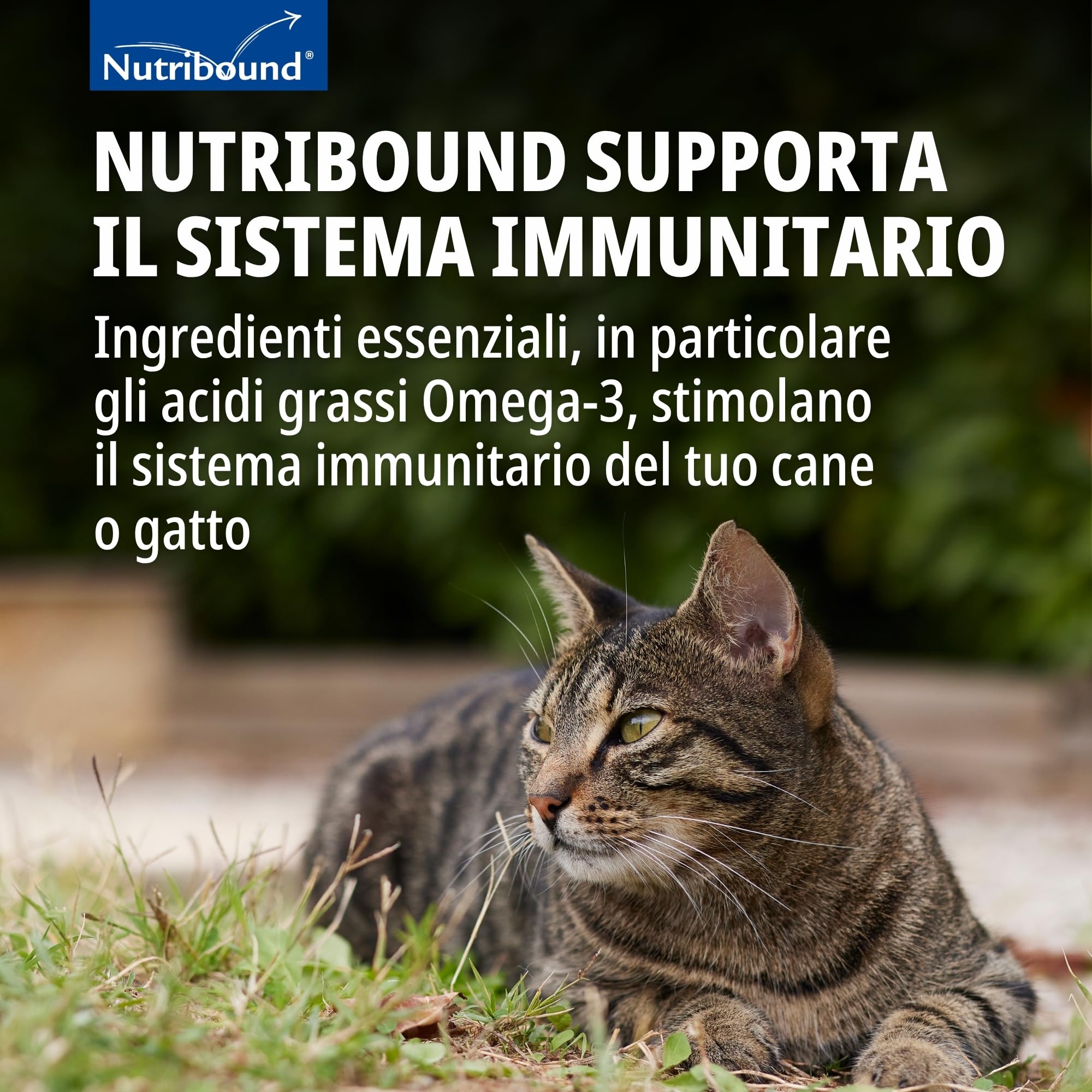 nutrib ound Gatto