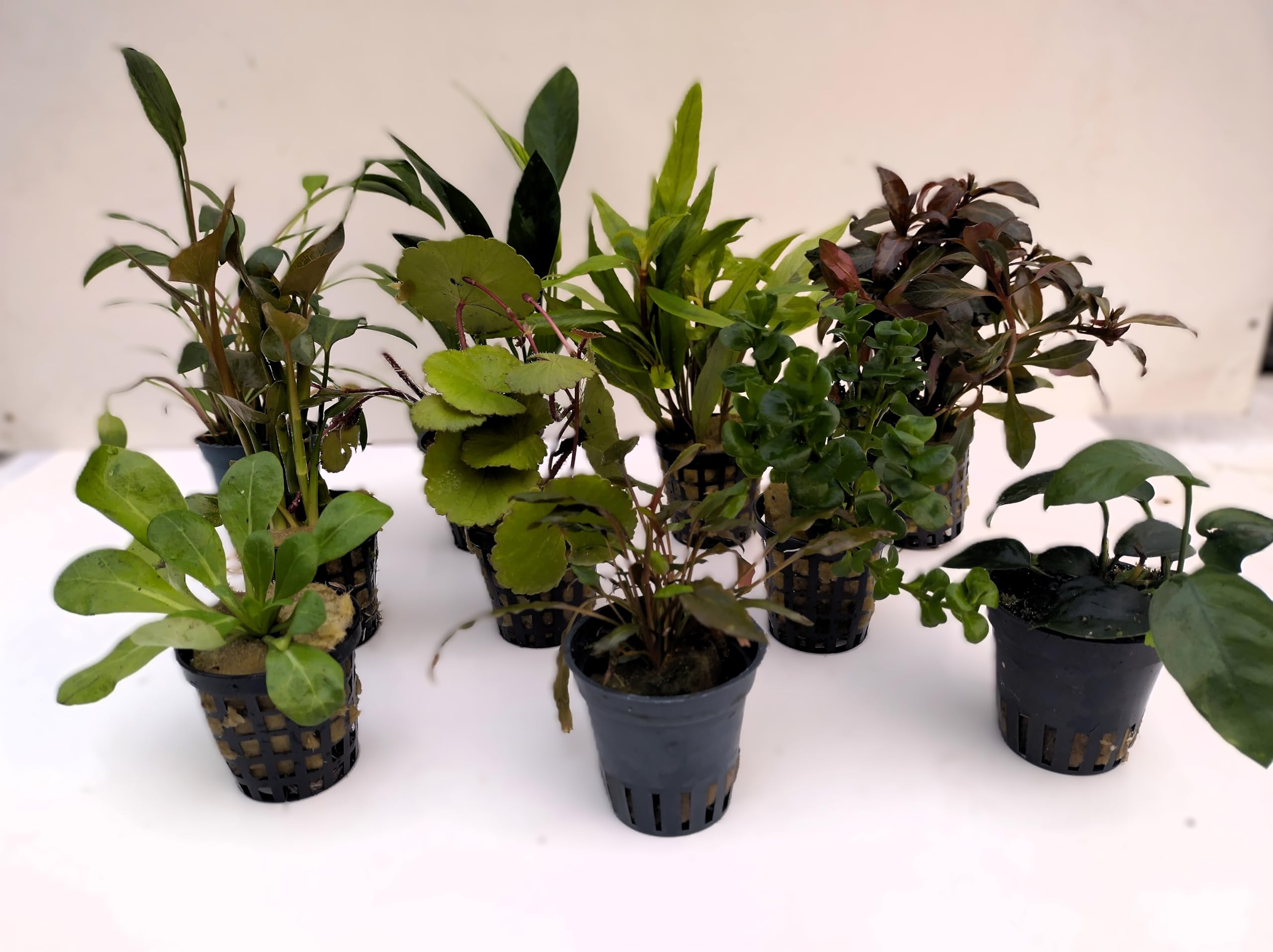 Juego de 10 macetas para plantas de acuario, ideales para principiantes